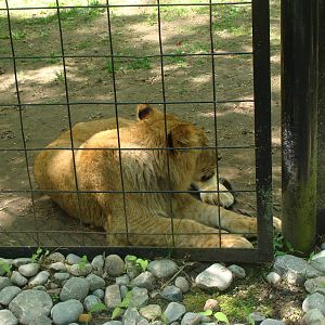 Bowmanville zoo-May 2015