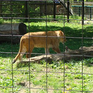 Bowmanville zoo-May 2015