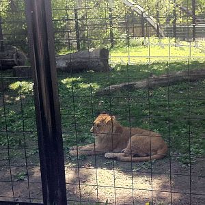 Bowmanville zoo-May 2015