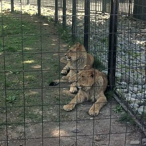 Bowmanville zoo-May 2015