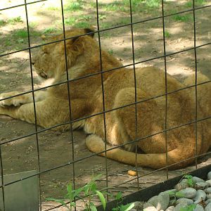 Bowmanville zoo-May 2015