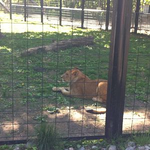 Bowmanville zoo-May 2015