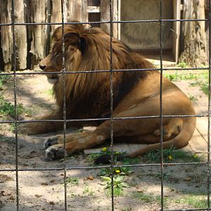Bowmanville zoo-May 2015