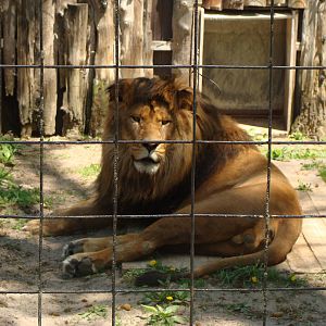 Bowmanville zoo-May 2015