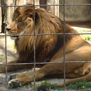 Bowmanville zoo-May 2015