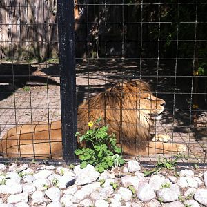 Bowmanville zoo-May 2015