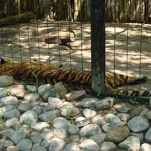 Bowmanville zoo-May 2015