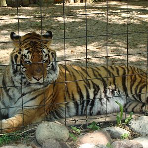 Bowmanville zoo-May 2015