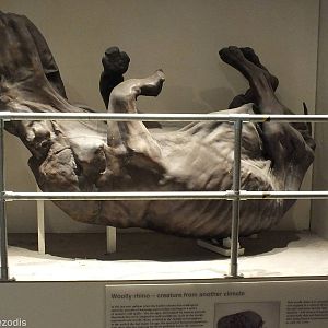 Wooly Rhino - NHM London