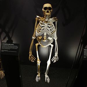Australopithecus sediba - NHM London