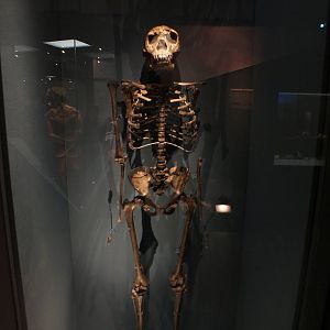 Turkana Boy - NHM London