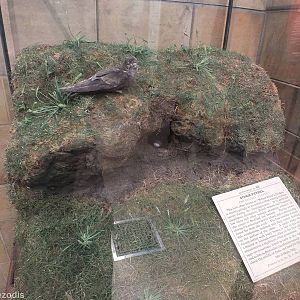 Storm Petrel Display - NHM London