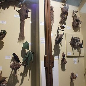 Display of Bird Nests - NHM London