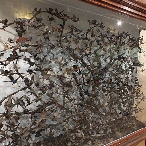 Hummingbird Display - NHM London