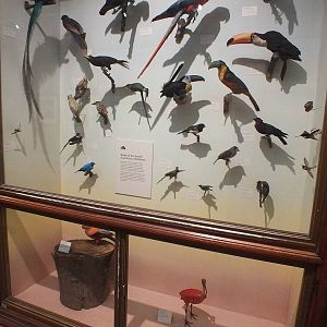 South American Birds Display - NHM London