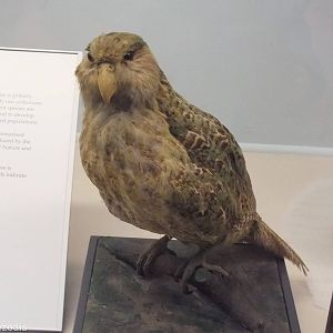 Kakapo - NHM London