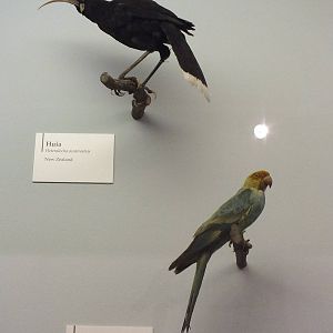 Huia and Carolina Parakeet - NHM London