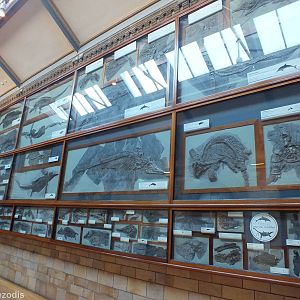 Part of the Very Large Fossil Marine Reptiles Display- NHM London
