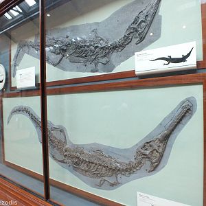 Fossil Marine Crocodiles - NHM London