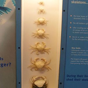 Crab Display - NHM London
