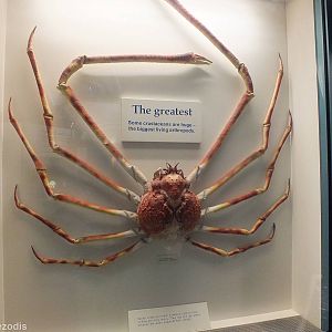 Giant Spider Crab - NHM London
