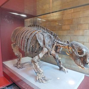 Giant Ground Sloth (Glossotherium robustum) - NHM London