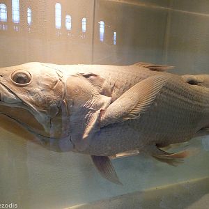 Coelacanth (Latimeria chalumnae) - NHM London