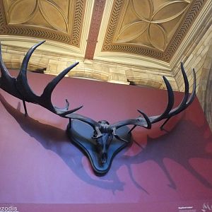 Giant Deer Antlers (Megaloceros giganteus) - NHM London