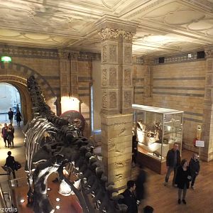 Part of the Dinosaur Area - NHM London