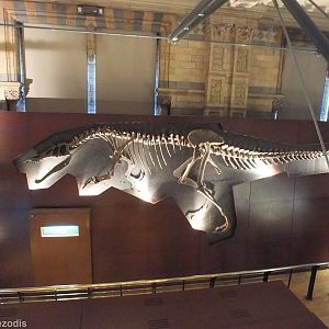 Baryonyx walkeri - NHM London