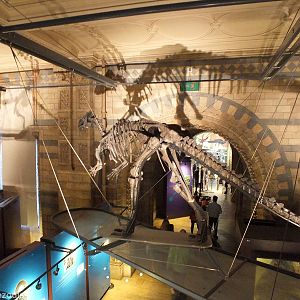 Iguanodon atherfieldensis - NHM London