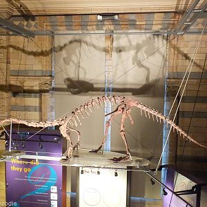 Massospondylus carinatus - NHM London