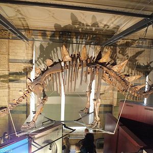 Tuojiangosaurus multispinosus - NHM London