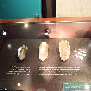 Dinosaur Eggs - NHM London