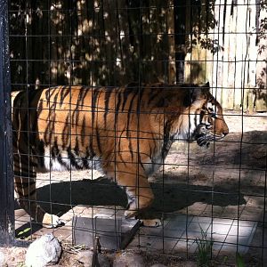 Bowmanville zoo-May 2015