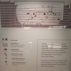 Map of the Cocoon - NHM London