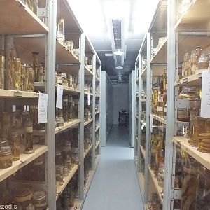 View in the Zoology Spirit Building - NHM London