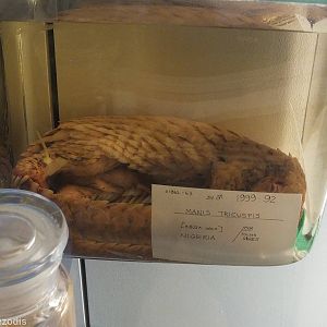 Pangolin - NHM London