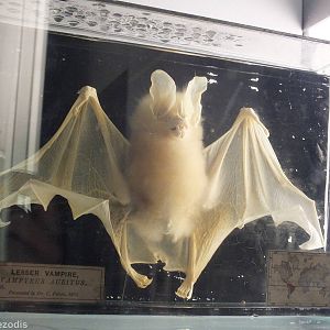 Lesser Vampire Bat - NHM London