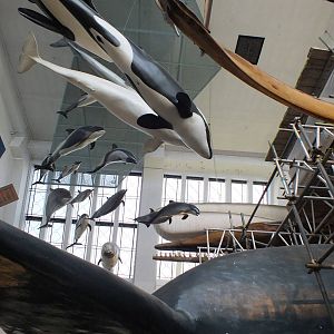 Cetacean Display - NHM London
