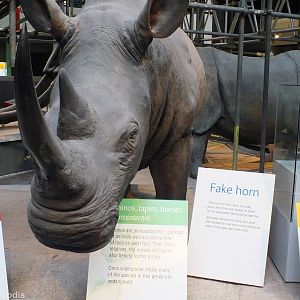 Rhino with Fake Horn - NHM London