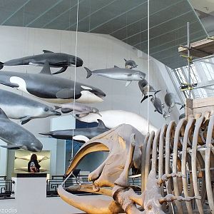 Cetacean Display - NHM London