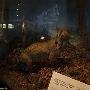 Mesonychid, Ancestor of Cetaceans - NHM London