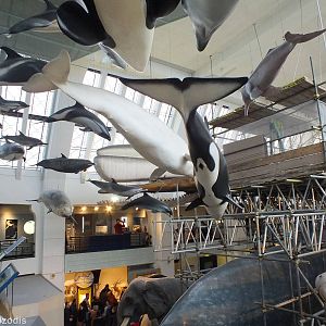 Cetacean Display - NHM London