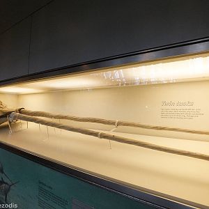 Twin Tusked Narwhal - NHM London