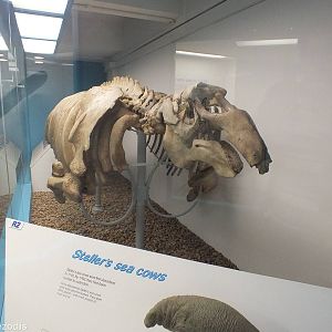 Steller's Sea Cow - NHM London