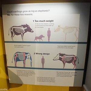 'Could Warthogs Grow as big as Elephants?' Sign - NHM London