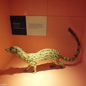 African Linsang - NHM London