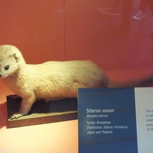 Siberian Weasel - NHM London