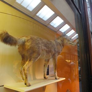 Ethiopian Wolf - NHM London